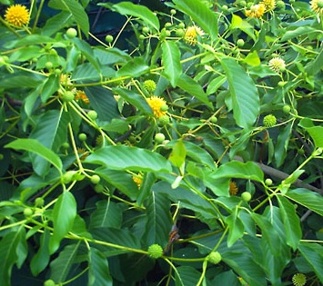 Kratom Addiction